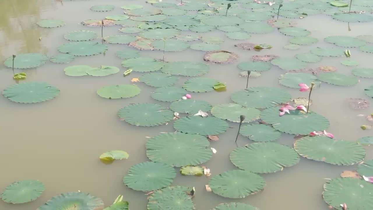 There are a lot of fish under the lotus leaf, I want to go fishing.