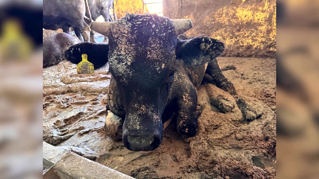 'Death ship' carrying cattle causes stench in Cape Town