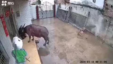 ANGRY BULL KILLED A MAN.