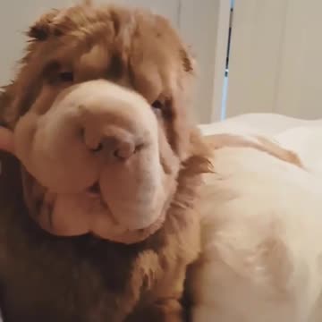 Animals lead us into a more loving, more gentle world