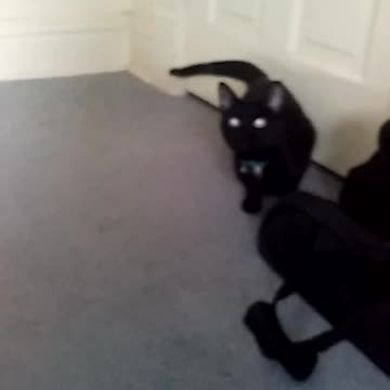 More Cat videos until I can record gaming again