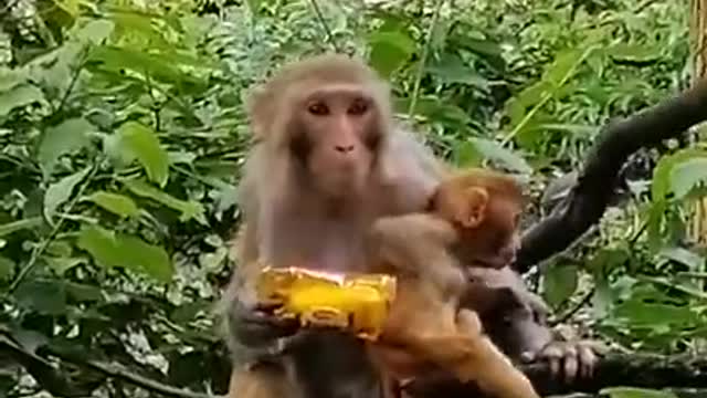 Poor monkey baby 😍 Cute monkeys baby acting like humans