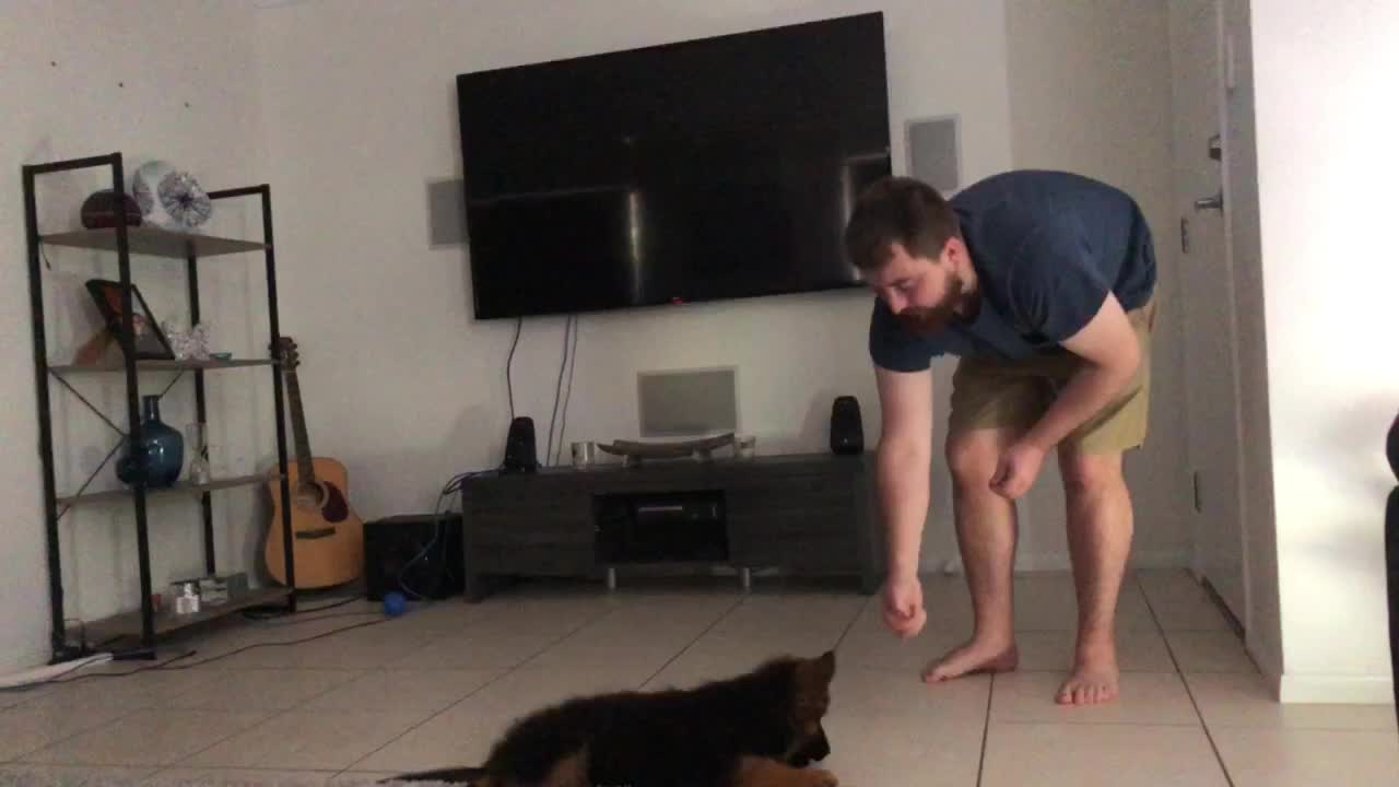 Ten-Weeks-Old Puppy Already Knows How To Perform Variety Of Tricks