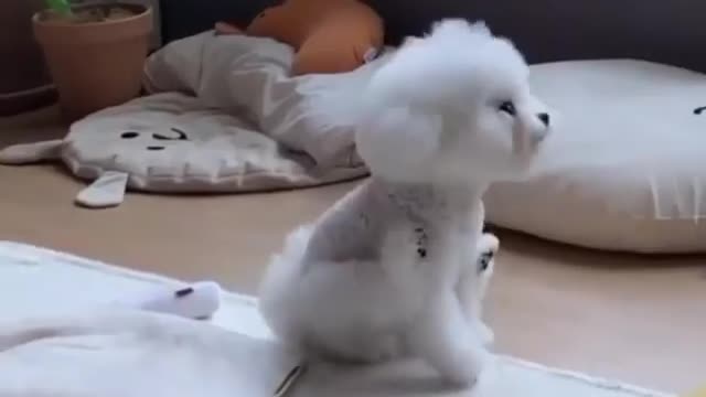 what is doing by cutest dog Soft cotton 🐕❤️