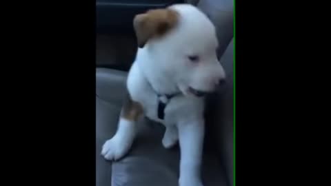 Very cute puppy gets mad at hiccups