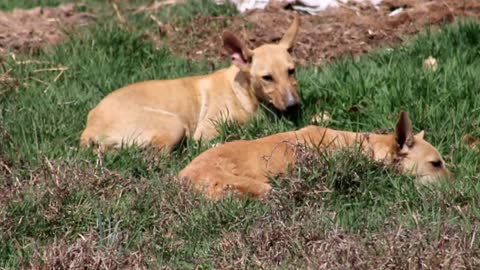 Doblicate dogs are eating bones from grass in same style