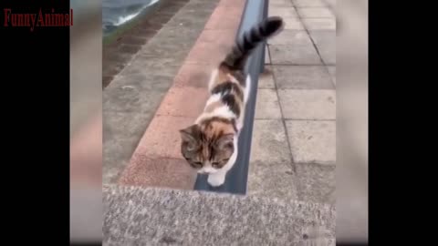 The Best FUNNY CATS Videos - Funny Animal