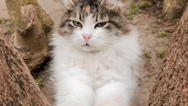 Cat Pawing a Tree Trunk