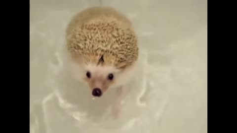 Hedgehog swimming in the water