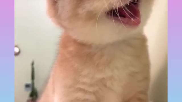 Funny cat video 13