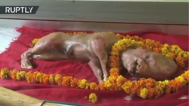 Bezerro nasce com aparĂȘncia humana na India