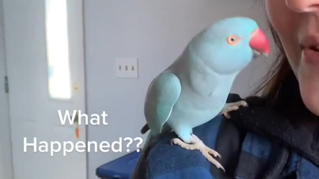 If only birds had arms 🤔 parrot talkingparrot idianringneck canada