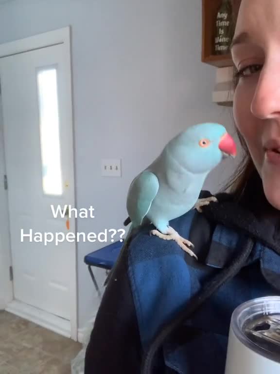 If only birds had arms 🤔 parrot talkingparrot idianringneck canada