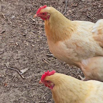 OMC! Chickens on the march! Whitey goes inside because she is camera shy.