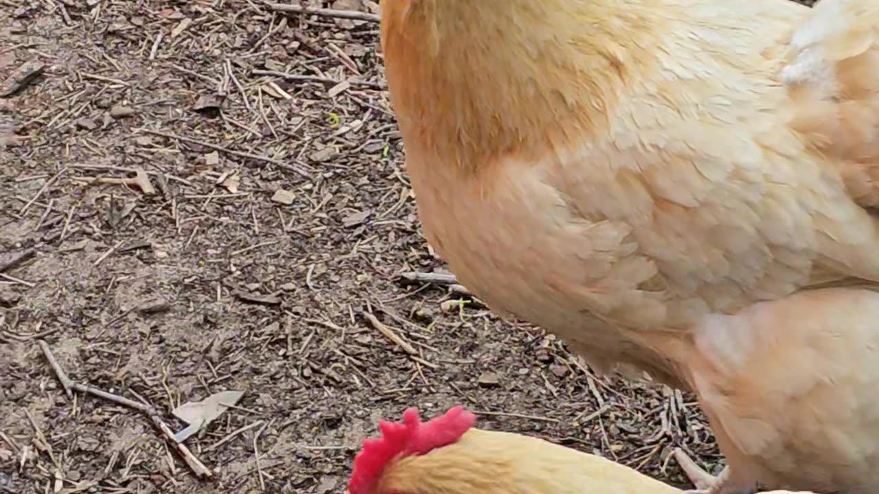 OMC! Chickens on the march! Whitey goes inside because she is camera shy.