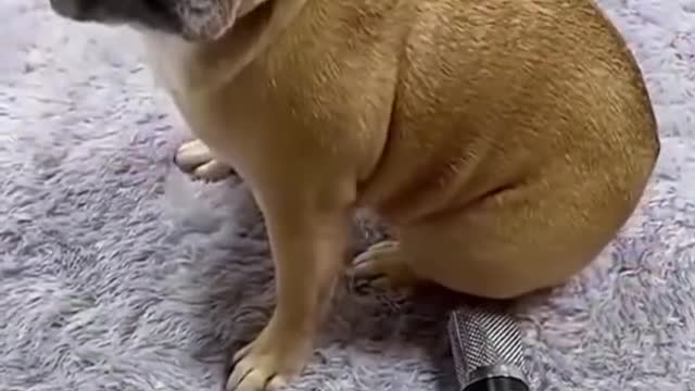Best Funny Animal Videos 2022 π - Funniest Catsπ» And Dogs πΆ Videos π» || Part 2 π #Shorts #cats #dogs
