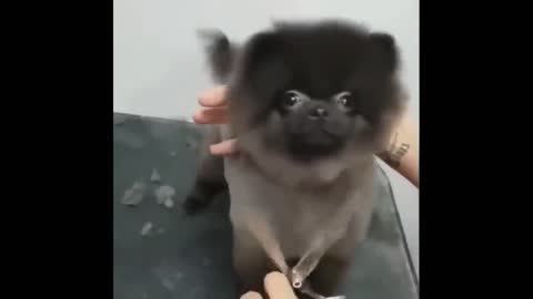 Super Cute Puppy Dance