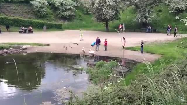 Swan family controls traffic in Denmark