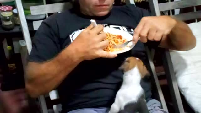 puppy is happy joining the food from his owner