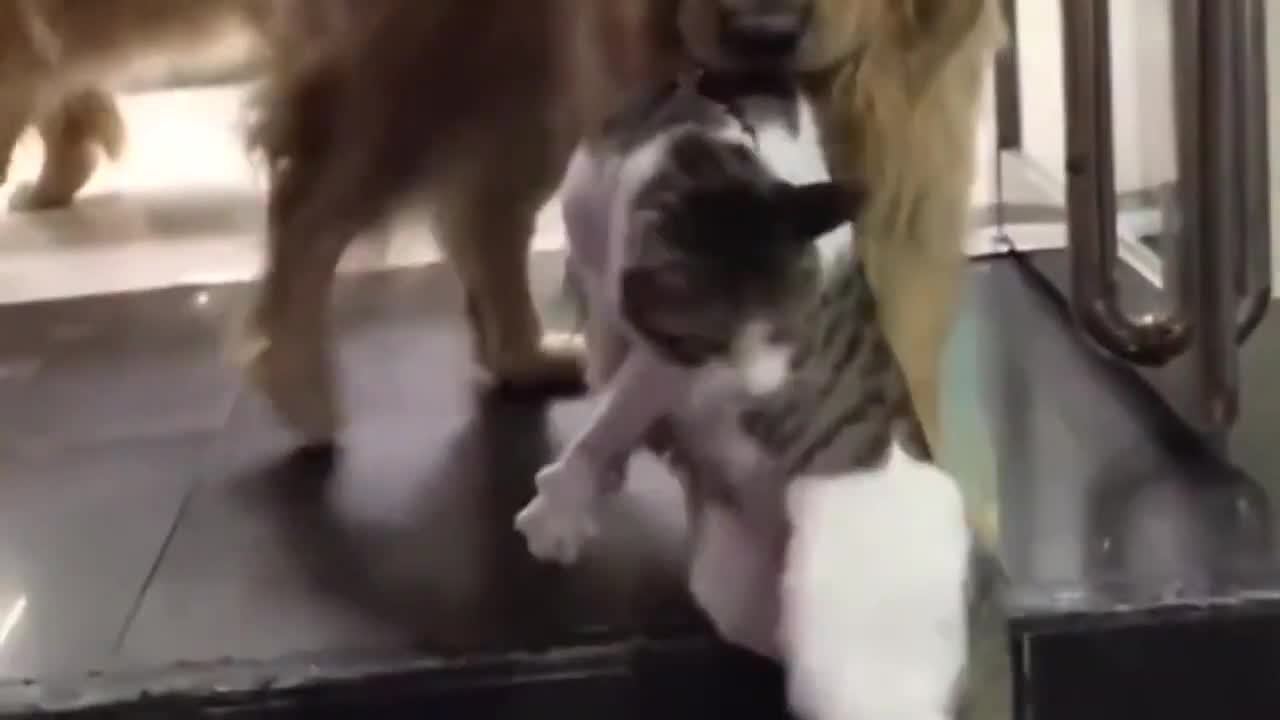 Golden Retriever Drags The Cat Out Of A Fight