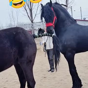 Horse love in Stable