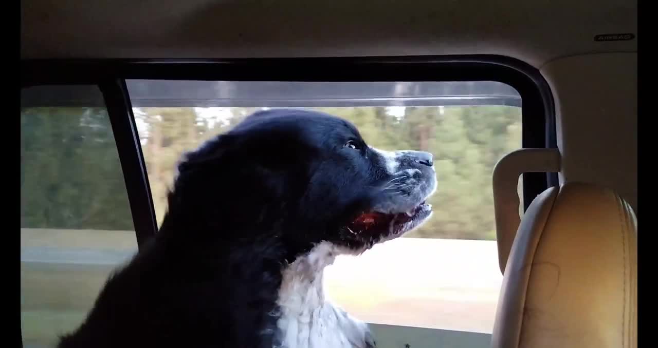 Giant dog's jowls comically flap in the wind