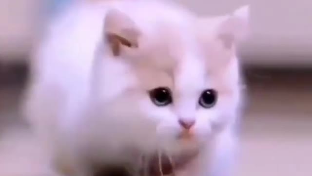 Cute cat ,