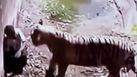 White Tiger 🐅 attack 😳Delhi zoo very sad 😞 #shorts #shortvideo #shortyoutube ￼