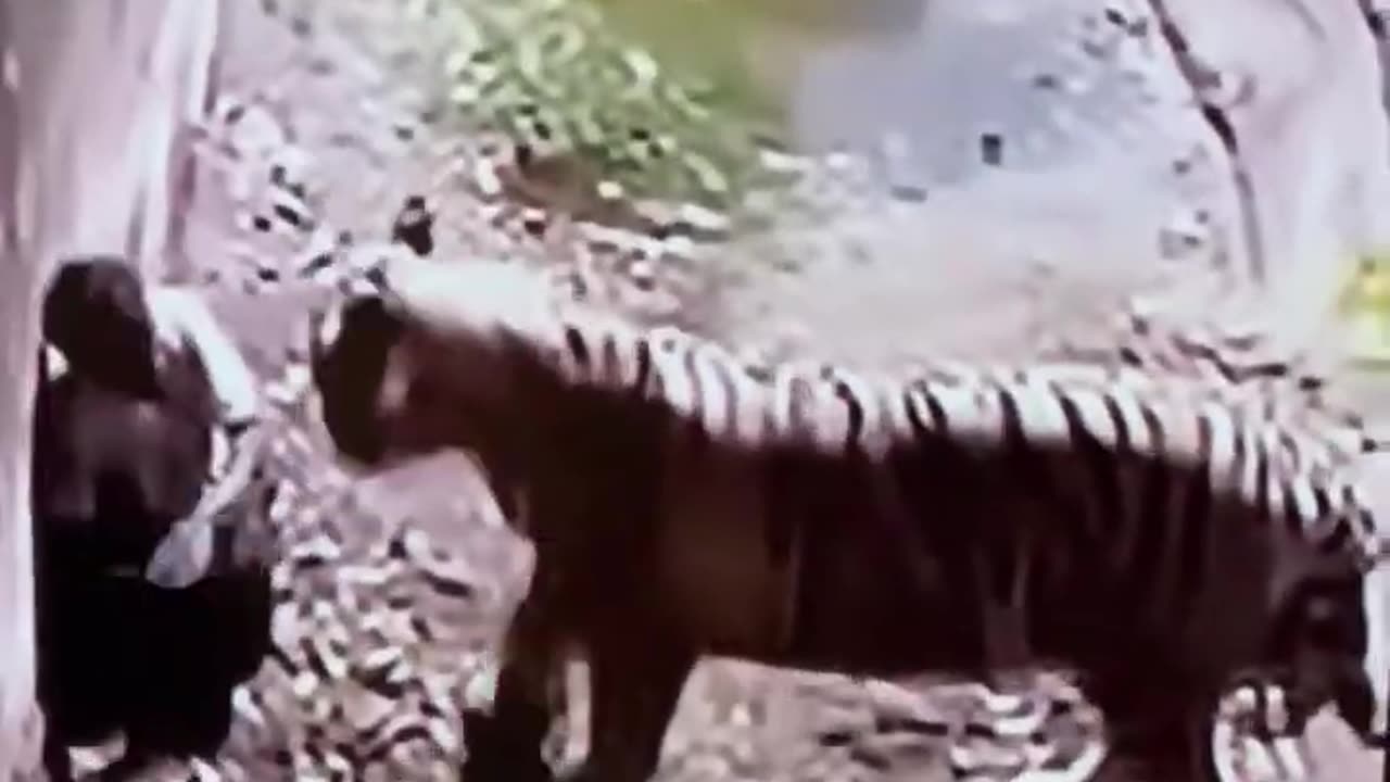 White Tiger 🐅 attack 😳Delhi zoo very sad 😞 #shorts #shortvideo #shortyoutube ￼