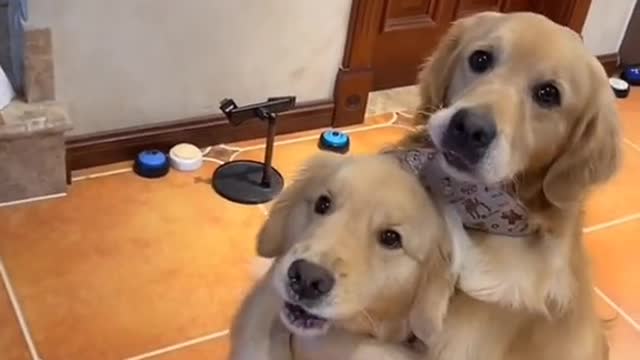 Dogs Full Love