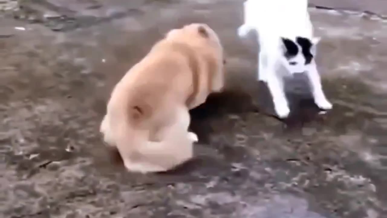 Cute animals