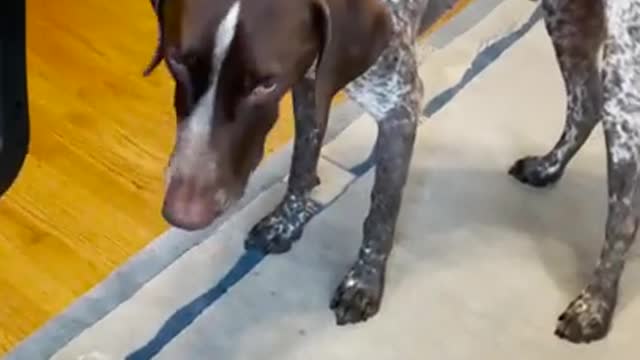 Labrador asks for food in the cutest way
