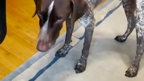 Labrador asks for food in the cutest way