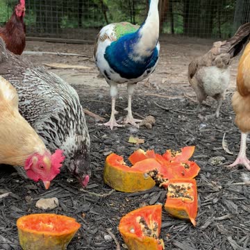 Peacock, Chickens, and Turkeys Enjoying a Papaya