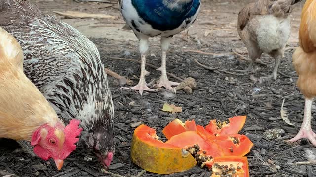 Peacock, Chickens, and Turkeys Enjoying a Papaya