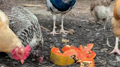 Peacock, Chickens, and Turkeys Enjoying a Papaya