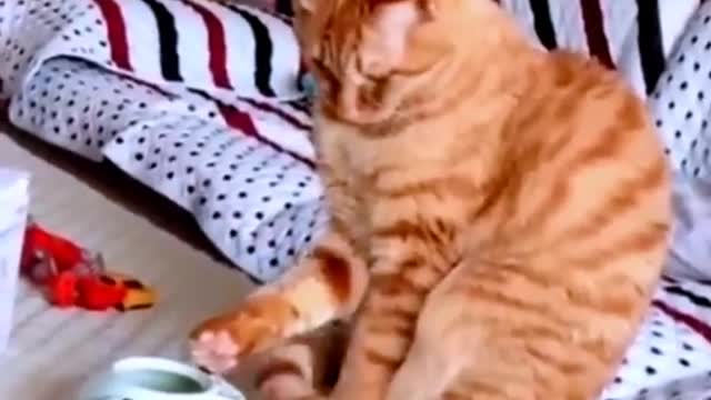 Cute Cat - Funny Animals - #cutecat #cat #funnyanimals