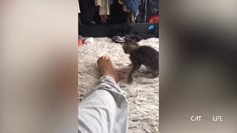 Try Not To Laugh Challenge - Funny and Cute CAT Videos Compilation #2