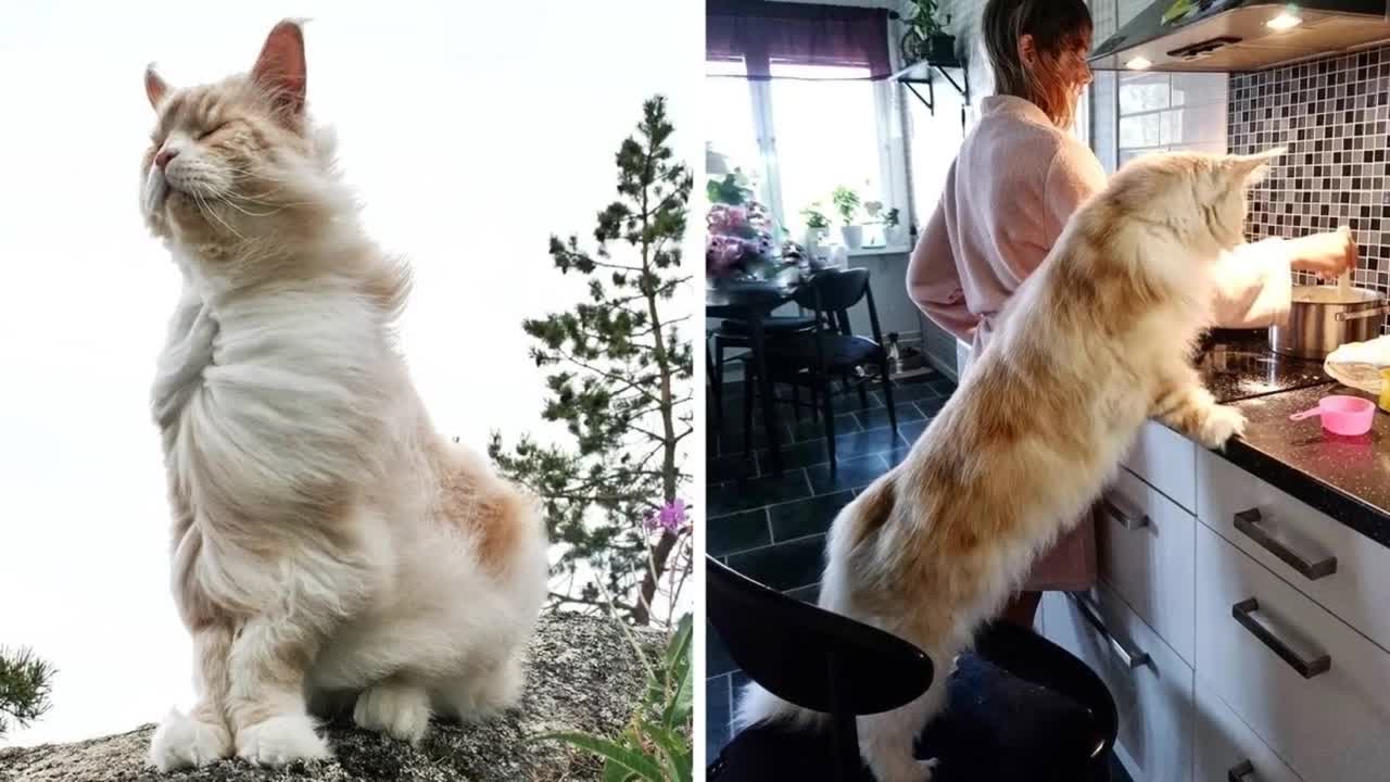TOP 10 BEST CAT VIDEOS OF ALL TIME!#2021
