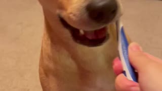 I brush my dog’s teeth