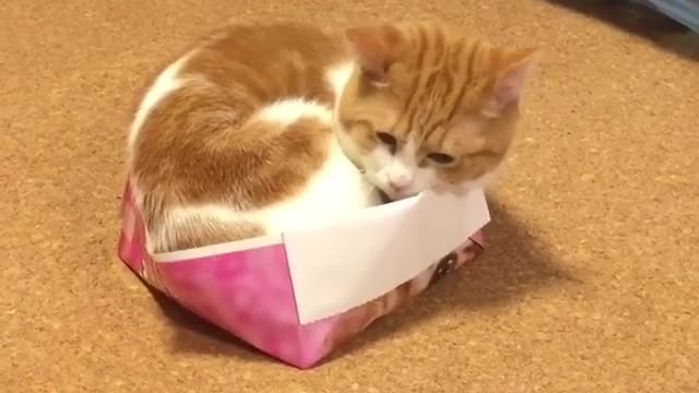 The Connection Between Carefree Cat and Happiness