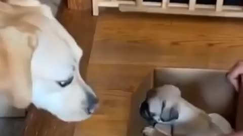 Cute and Funny Puppy Videos