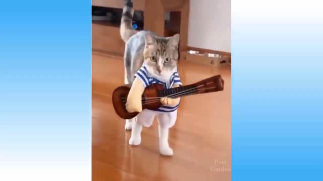 cat playing guitar | and fun |