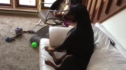 Guilty Doberman