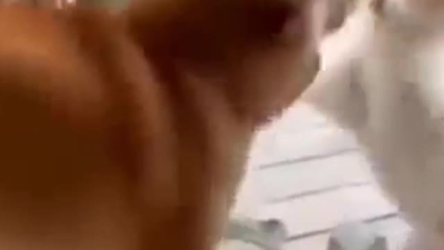 Best Funny Animal Videos - Funny Animals