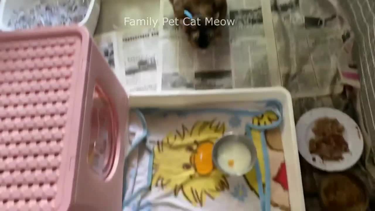 Pet cat meow meow meow