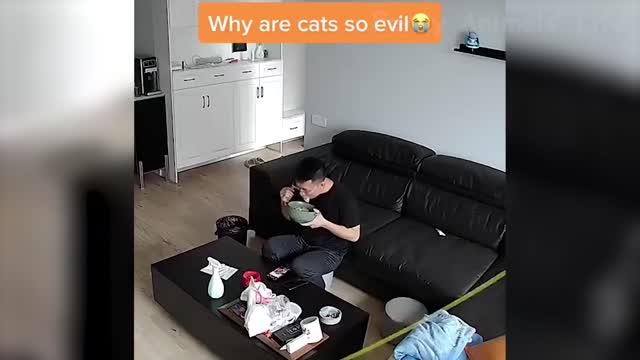 funniest and cute dogs and cats