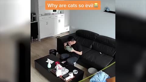 funniest and cute dogs and cats