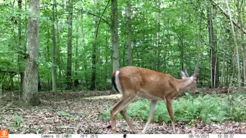 Early Scouting