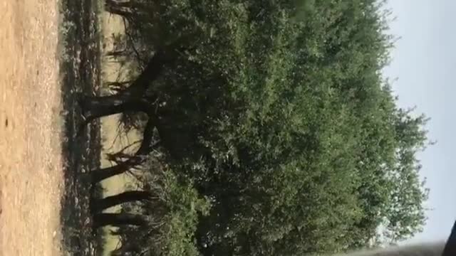 Ostrich walks up to car and eats treat out of ladies hand then bites at phone recording